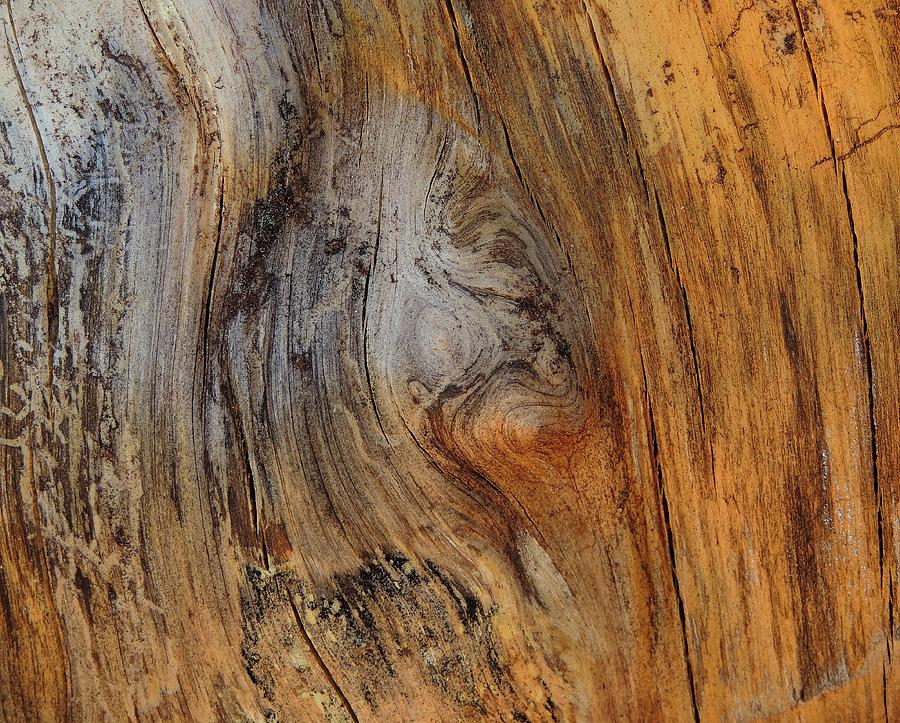 Tree Stump Abstract 2 Photograph by Denise Clark