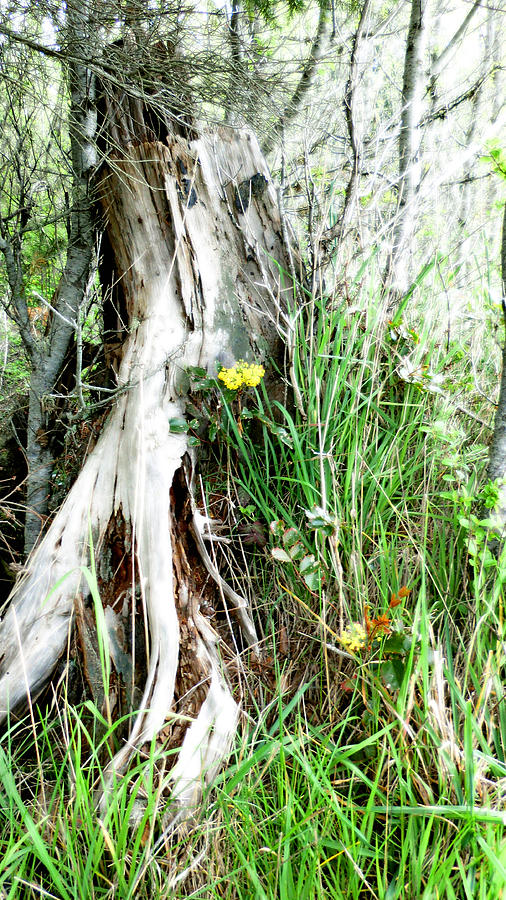 Tree Stump and Flowers - Naturescape Photograph by Marie Jamieson
