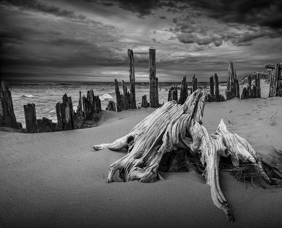 Tree Stump and Pilings on the Beach in Black and White Photograph by Randall Nyhof