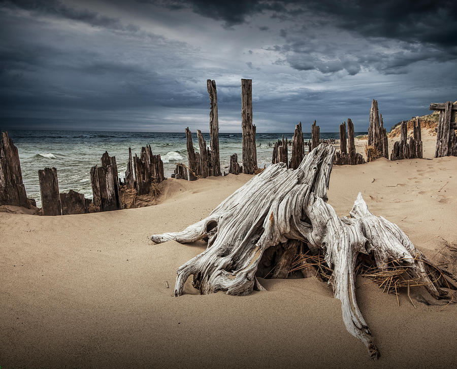 Tree Stump and Pilings on the Beach Photograph by Randall Nyhof