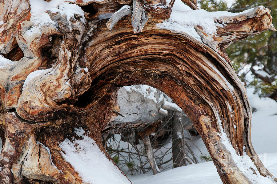 Tree Stump Arch Photograph by Bob Phillips