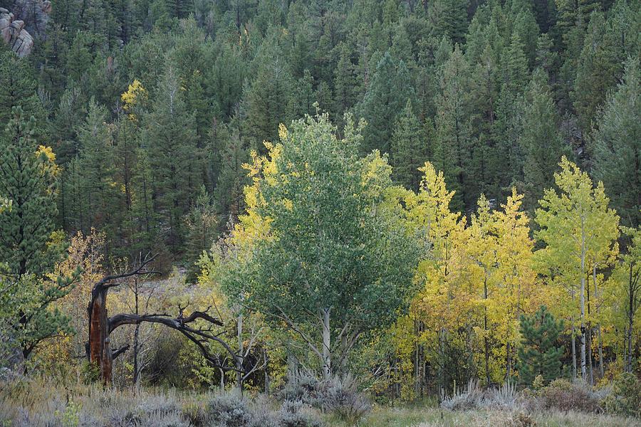 Tree Stump Aspen Photograph by Susan Brown - Fine Art America