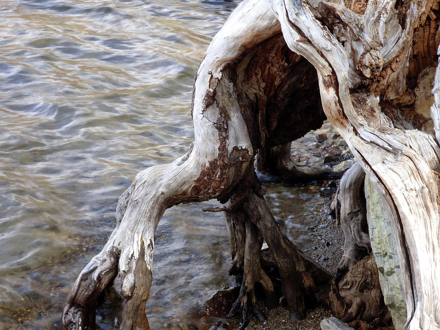 Eerie Tree Stump in Lake Photograph by Marcia Socolik