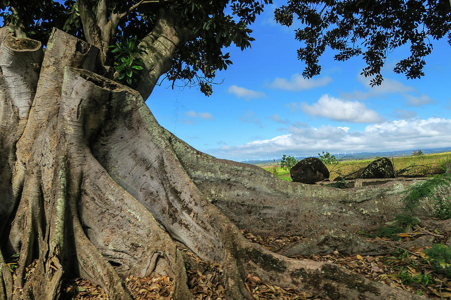 Landscape Photograph - Tree Stump by Jera Sky