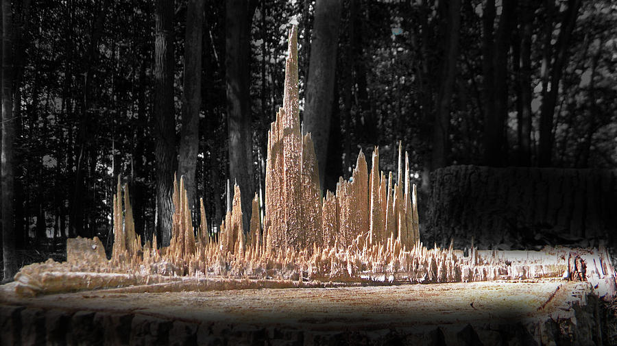 Tree Stump Metropolis Photograph