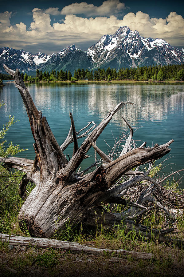 Tree Stump on the Northern Shore of Jackson Lake at Grand Teton National Park Photograph by Randall Nyhof