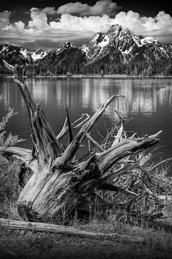Tree Stump on the Northern Shore of Jackson Lake in Black and White Photograph by Randall Nyhof