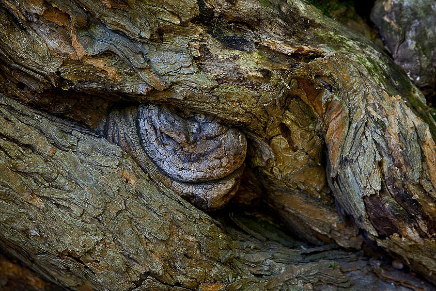 Nature Photograph - Tree Stump by Robert Ullmann