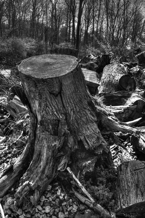 Tree Stump Photograph by FineArtRoyal Joshua Mimbs