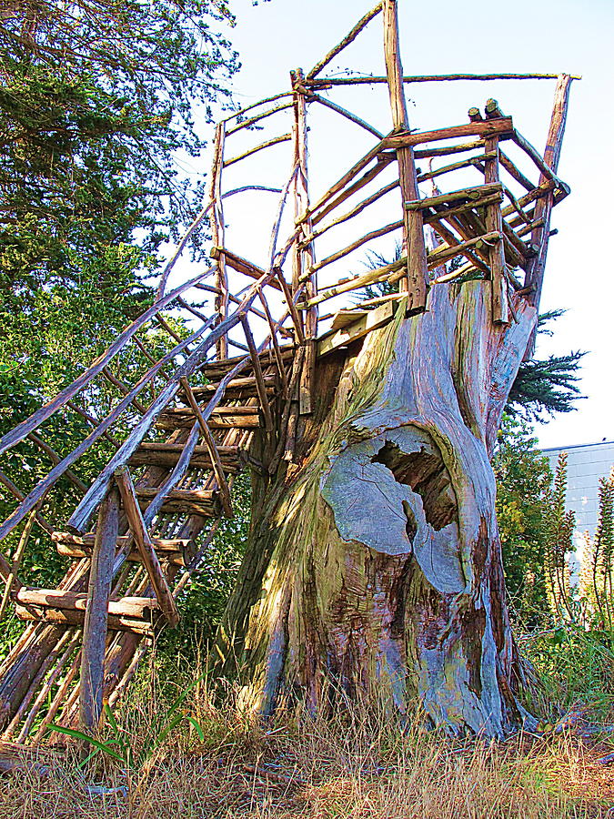 Tree Stump Stairway Cayuga Park Photograph by John King I I I
