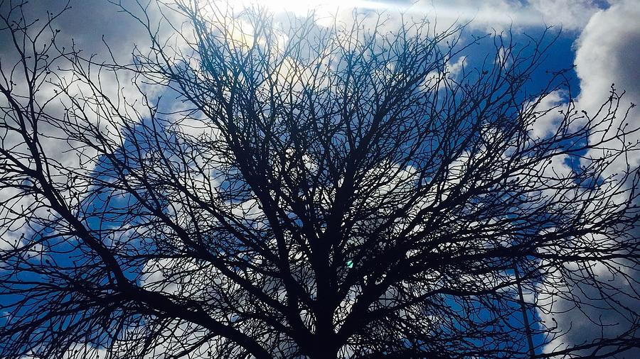 Nature Photograph - Tree sun and blue sky by Andre Brands