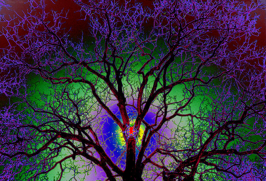 Tree Photograph - Tree Sun Ice Colors by Warren Sarle