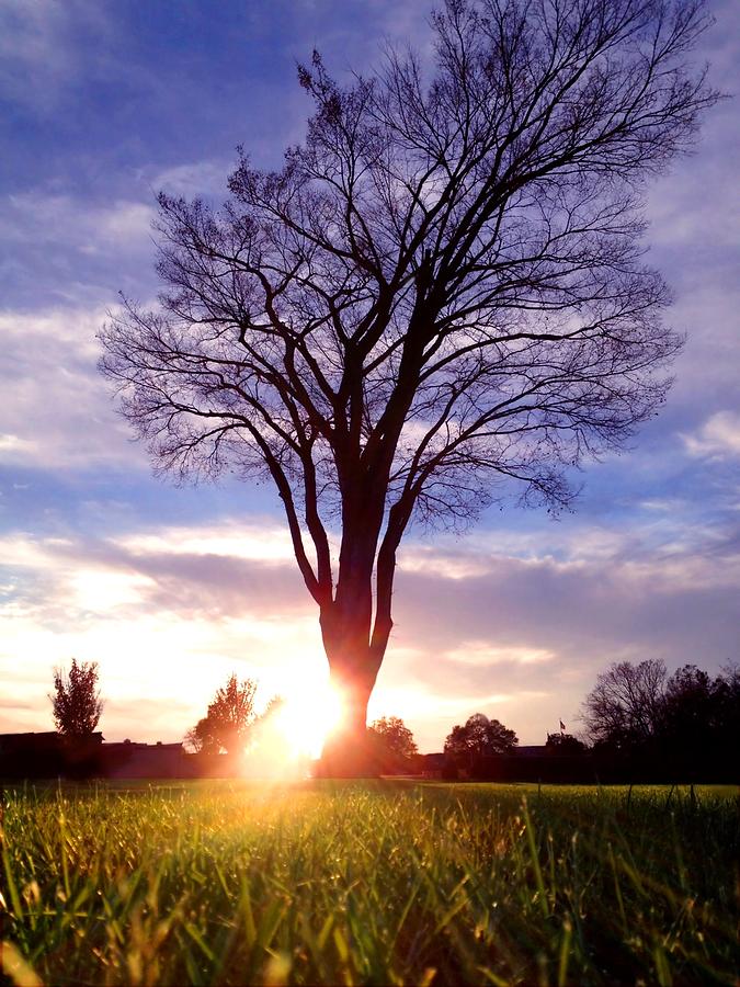 Tree Sun Lit Photograph by Morgan Carter
