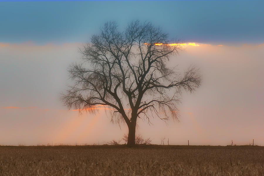 Tree Photograph - Tree - Sunset by Nikolyn McDonald
