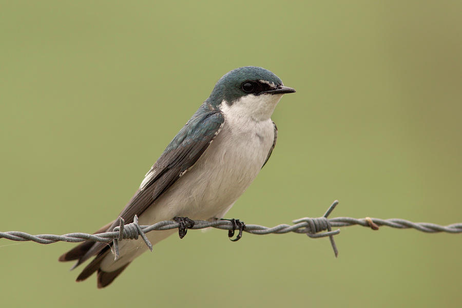 Tree Swallow Photograph by Aivar Mikko
