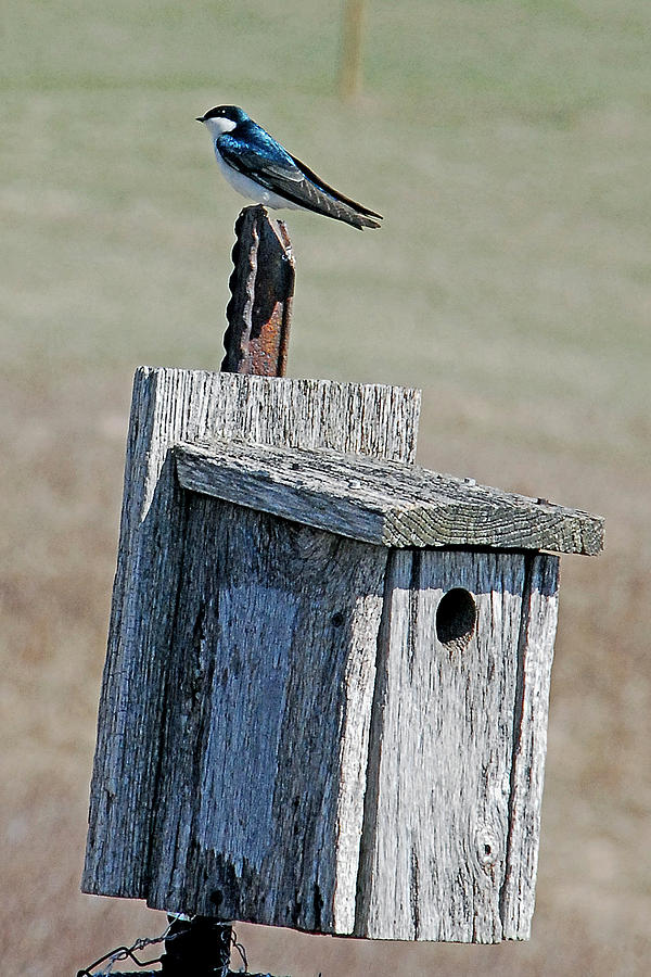 Bird Photograph - Tree Swallow by Alan Lenk