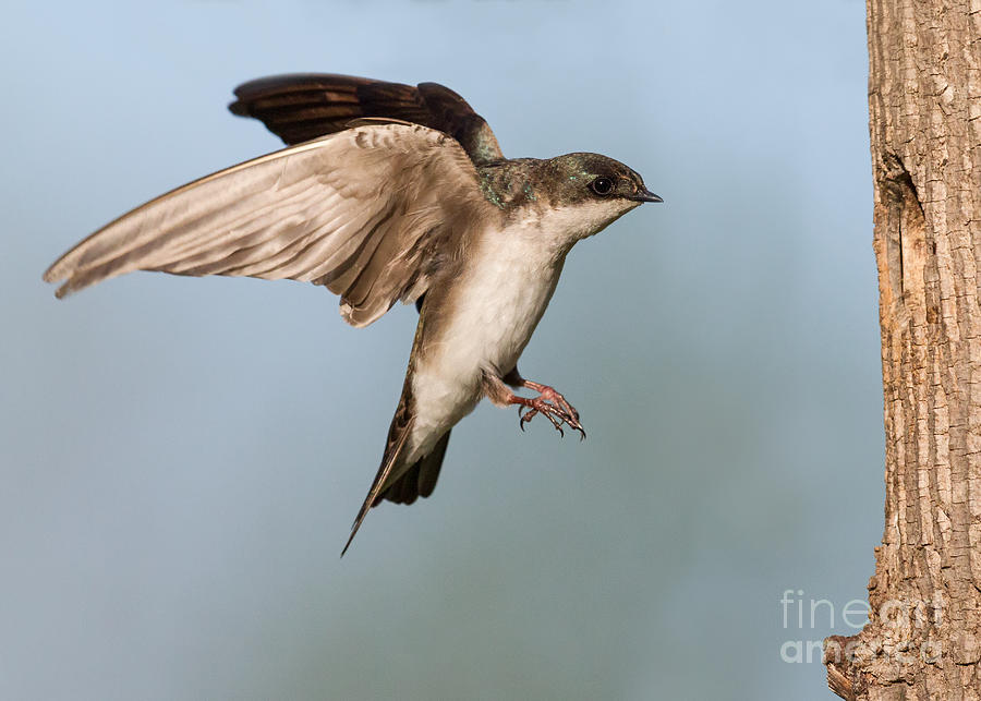 Tree Swallow Approach Photograph by Jerry Fornarotto