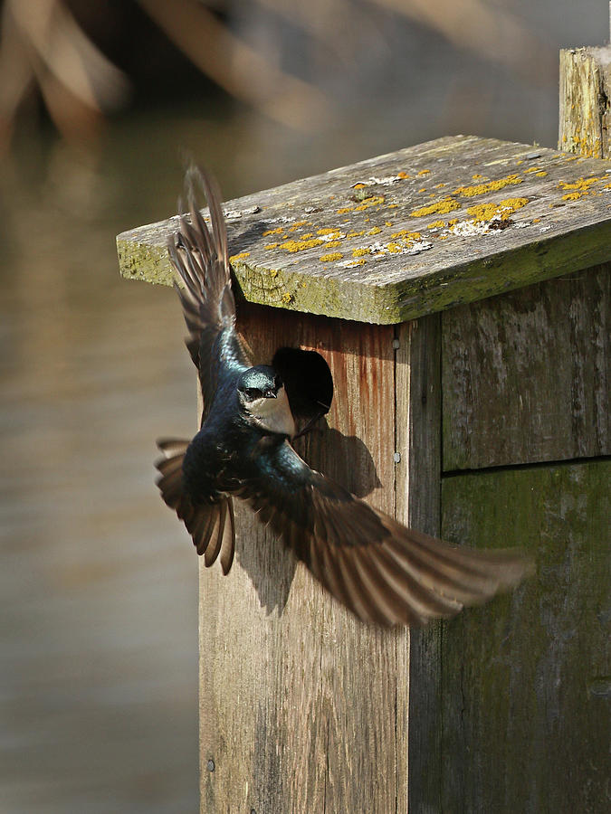 Tree Swallow at Nesting Box Photograph by Inge Riis McDonald
