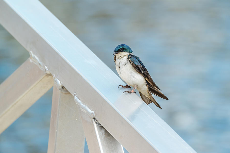 Tree Swallow At The Marina Photograph by Yeates Photography