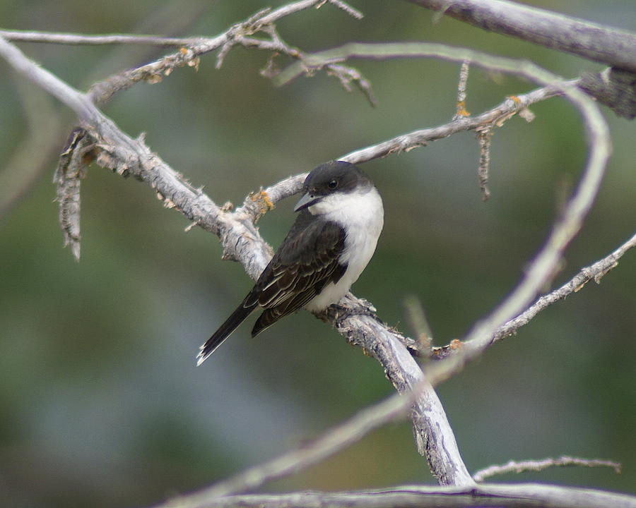 Tree Swallow Photograph by Ben Upham III