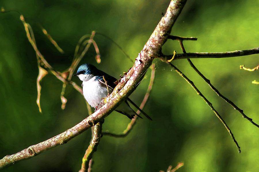 Tree Swallow Photograph by Carol Montoya