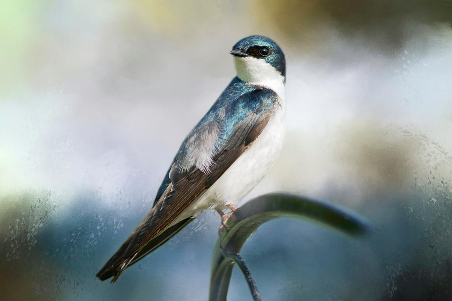 Tree Swallow Photograph by Cindi Ressler