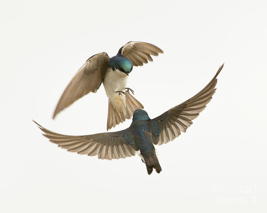Tree Swallow Confrontation Photograph by Dennis Hammer