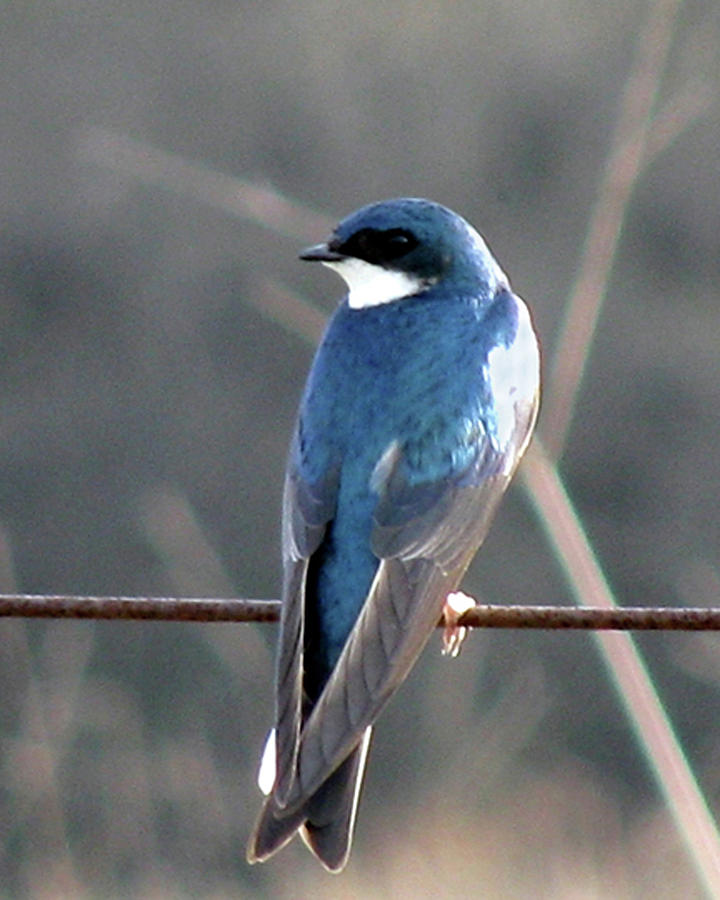 Tree Swallow Photograph by Donna Brown
