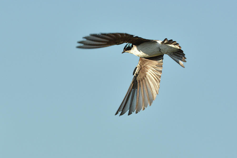 Tree Swallow Flight 2 Photograph by Alan Lenk