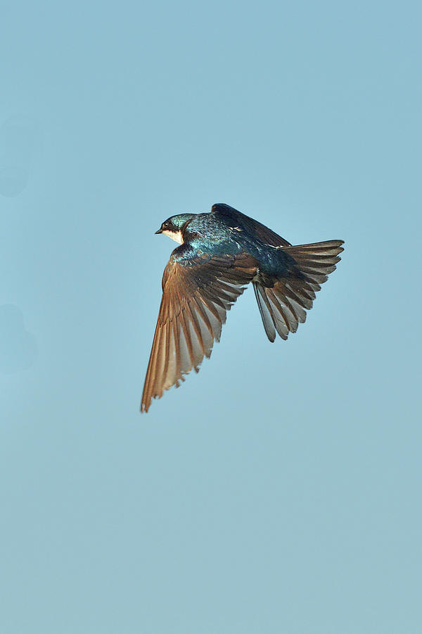 Tree Swallow Flight 5 Photograph by Alan Lenk