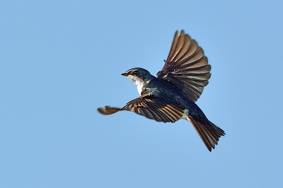 Tree Swallow Flight Shot 2 Photograph by Alan Lenk