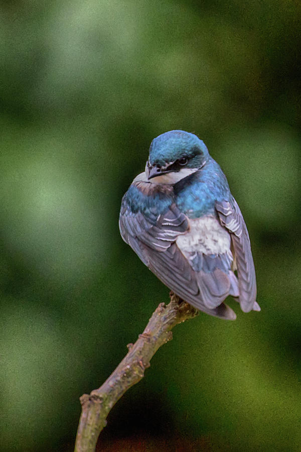 Tree Swallow in Costa Rica Photograph by John Haldane