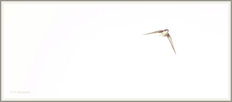 Tree Swallow in Flight Photograph by A Macarthur Gurmankin