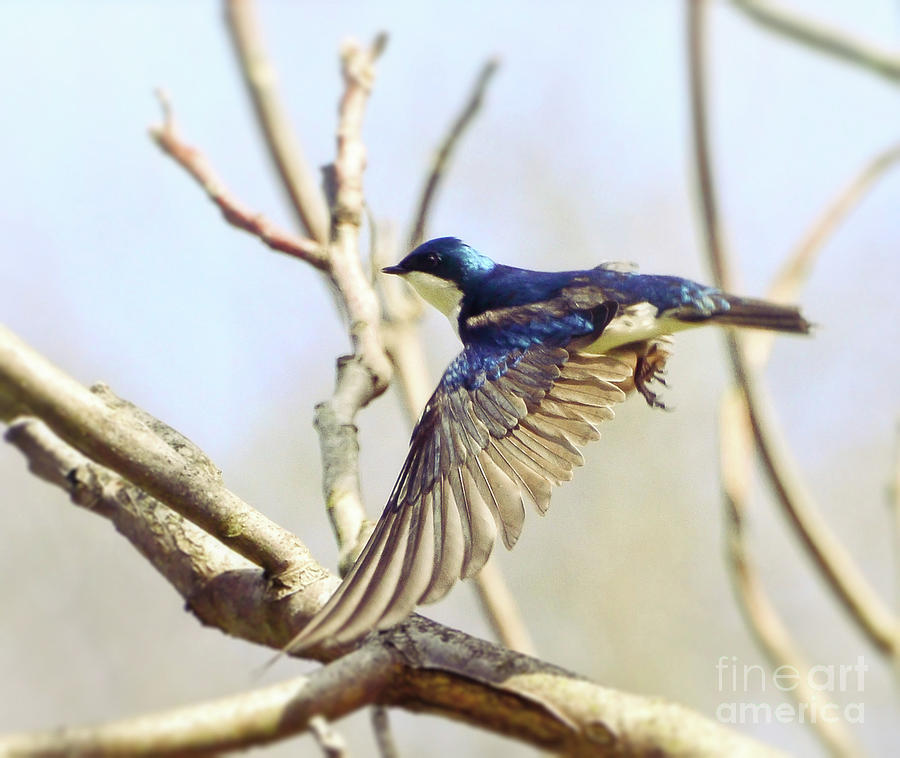 Tree Swallow In Flight Photograph