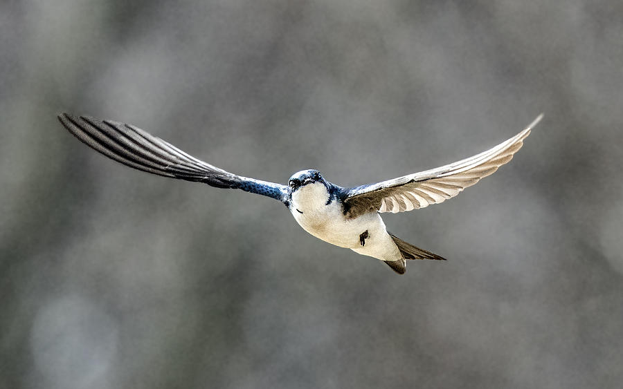 Tree Swallow In Flight Photograph by William Bitman