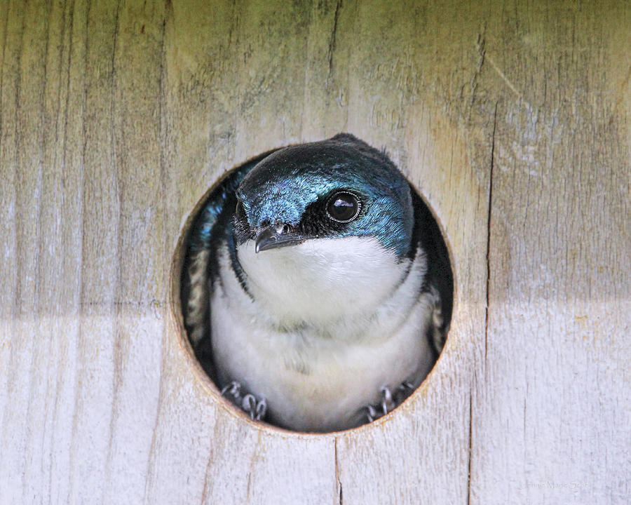 Tree Swallow in Nest Box Photograph by Jennie Marie Schell