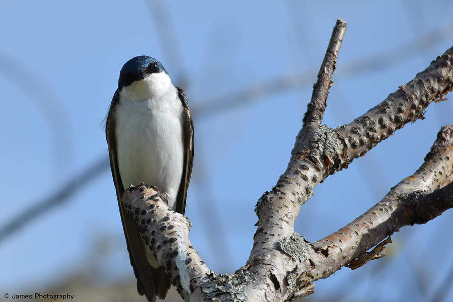Tree Swallow Photograph by James Petersen