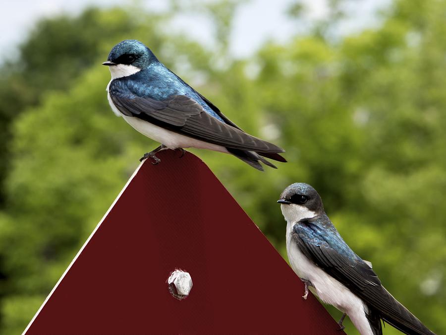 Tree Swallow Photograph by Jeannee Gannuch