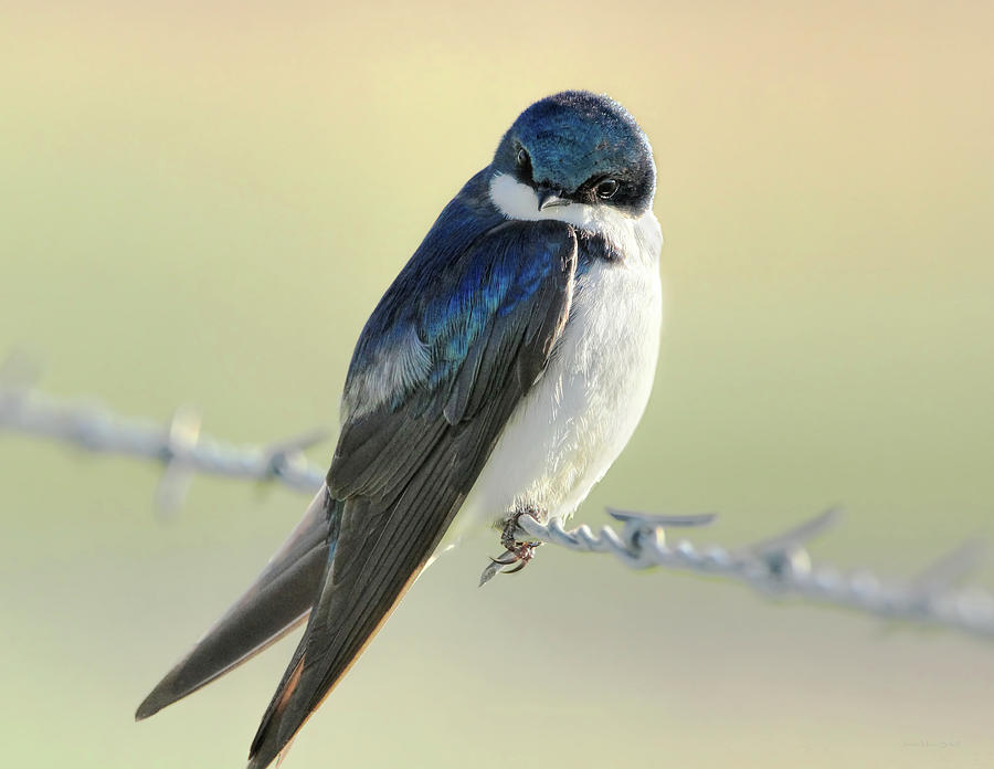 Swallow Photograph - Tree Swallow by Jennie Marie Schell