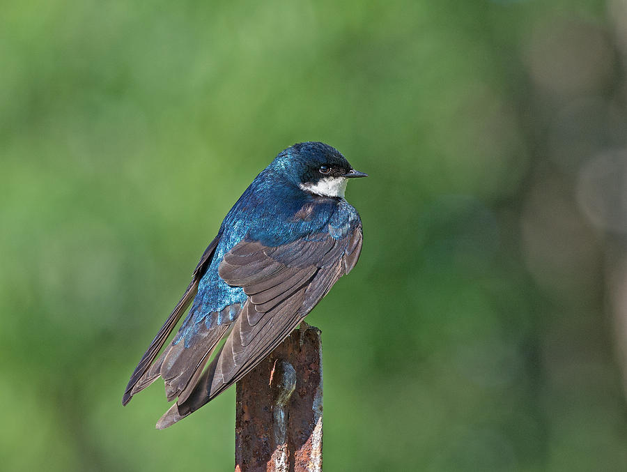 Tree Swallow Photograph by Jim Zablotny