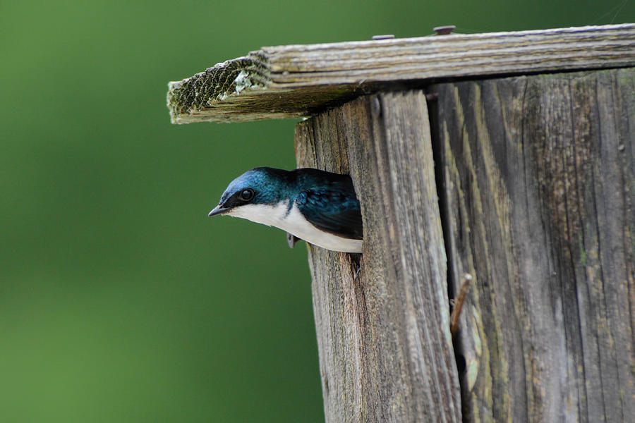 Tree Swallow Leaving Nesting Box 052120152321 Photograph