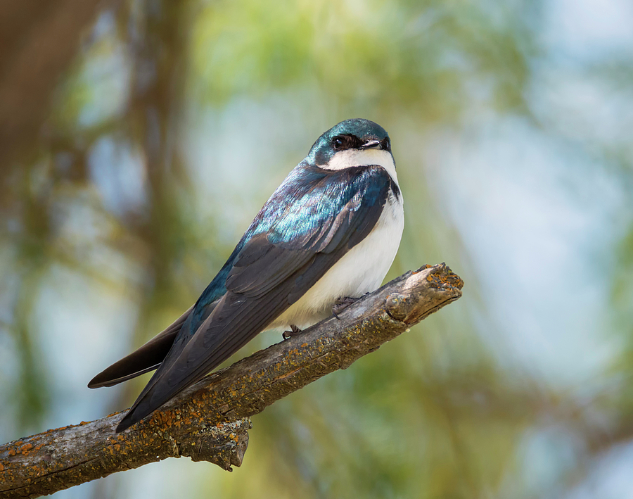 Tree Swallow Photograph by Loree Johnson