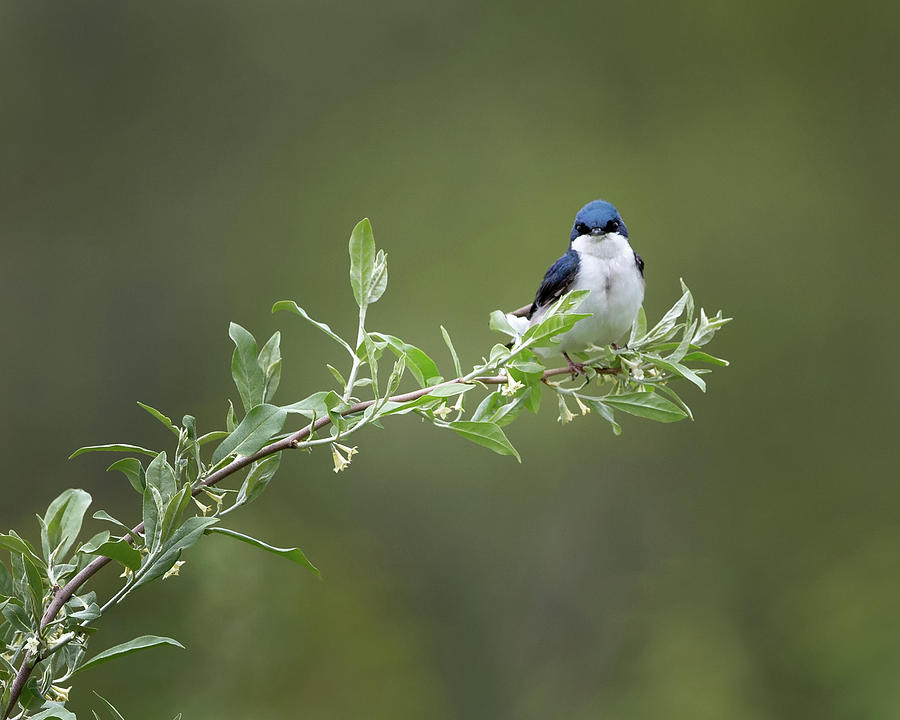Tree Swallow Male Photograph by Bill Wakeley