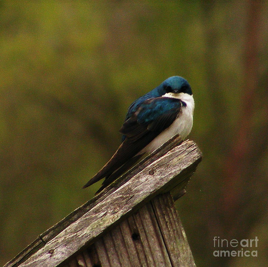 Tree Swallow Photograph by Marilyn Smith