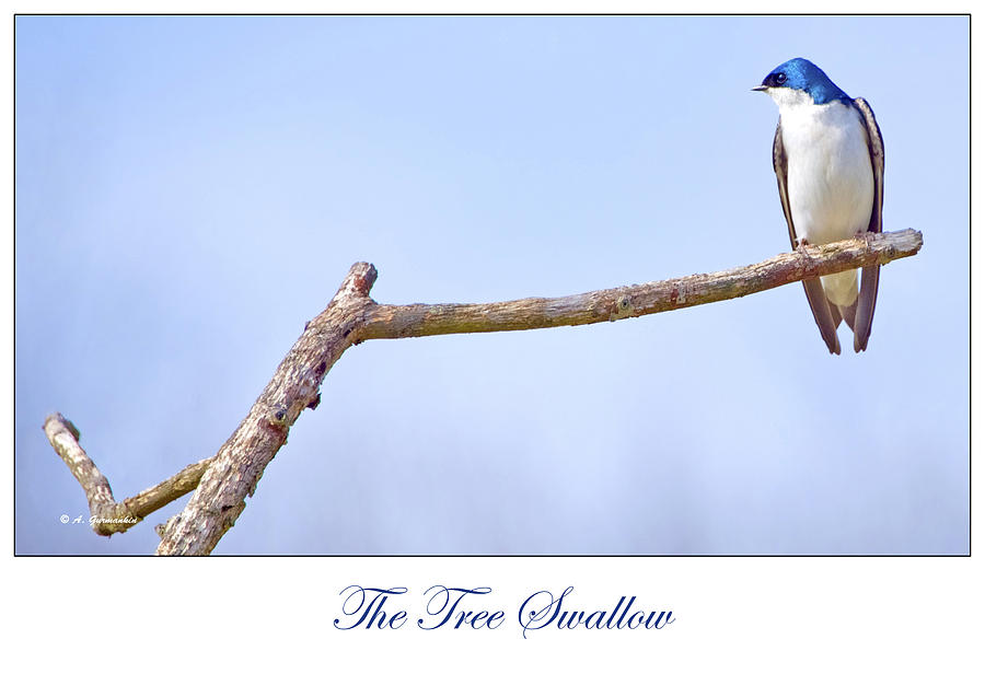 Tree Swallow on Branch Photograph by A Macarthur Gurmankin