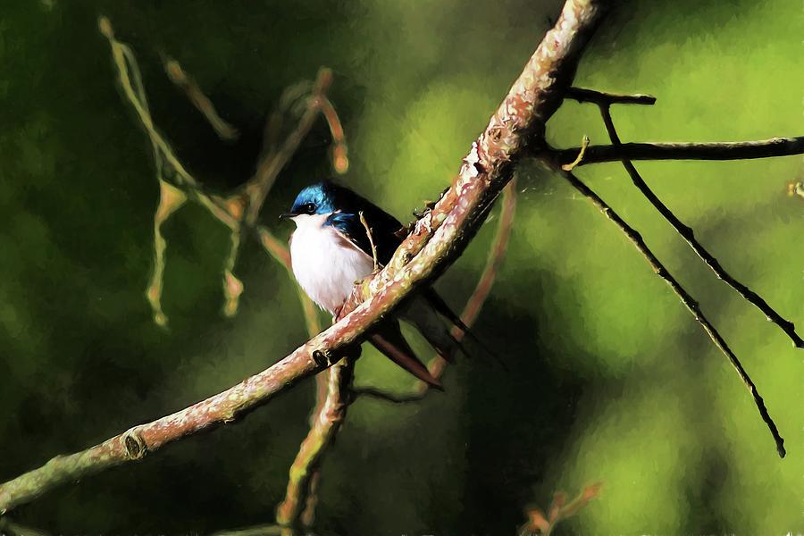 Tree Swallow Painting Photograph by Carol Montoya