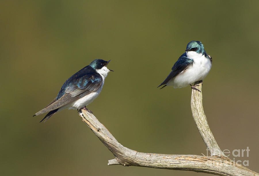 Bird Photograph - Tree Swallow Pair by Marie Read