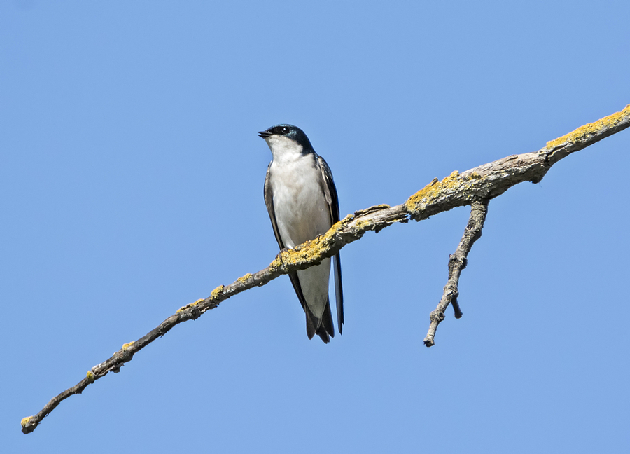 Bird Photograph - Tree Swallow Perched by Loree Johnson