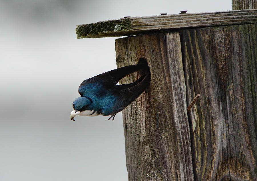 Tree Swallow Poop Sack Removal 052120152387 Photograph