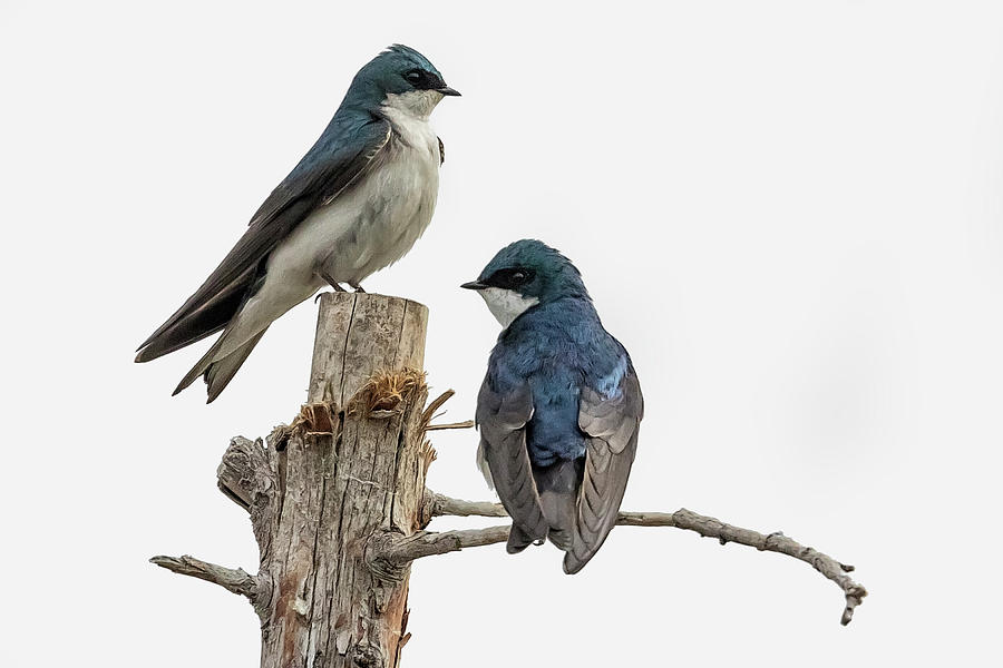 Tree Swallow times Two Photograph by Belinda Greb